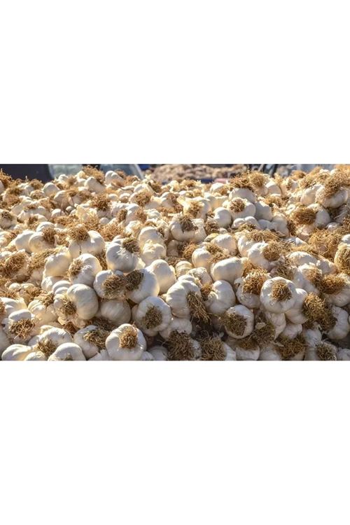 TAŞKÖPRÜ SARIMSAQ