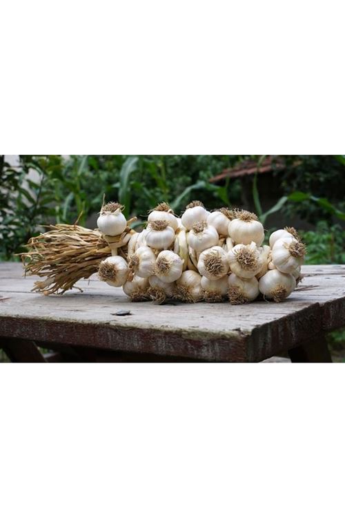 TAŞKÖPRÜ SARIMSAQ